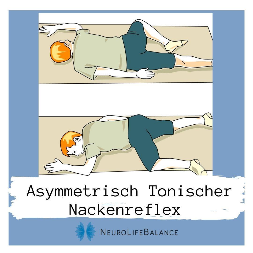 Der Asymmetrisch Tonische Nackenreflex (ATNR)