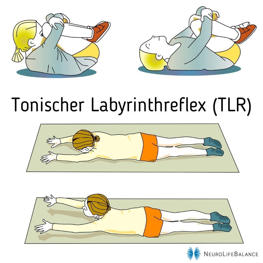 Der tonische Labyrinthreflex (TLR)